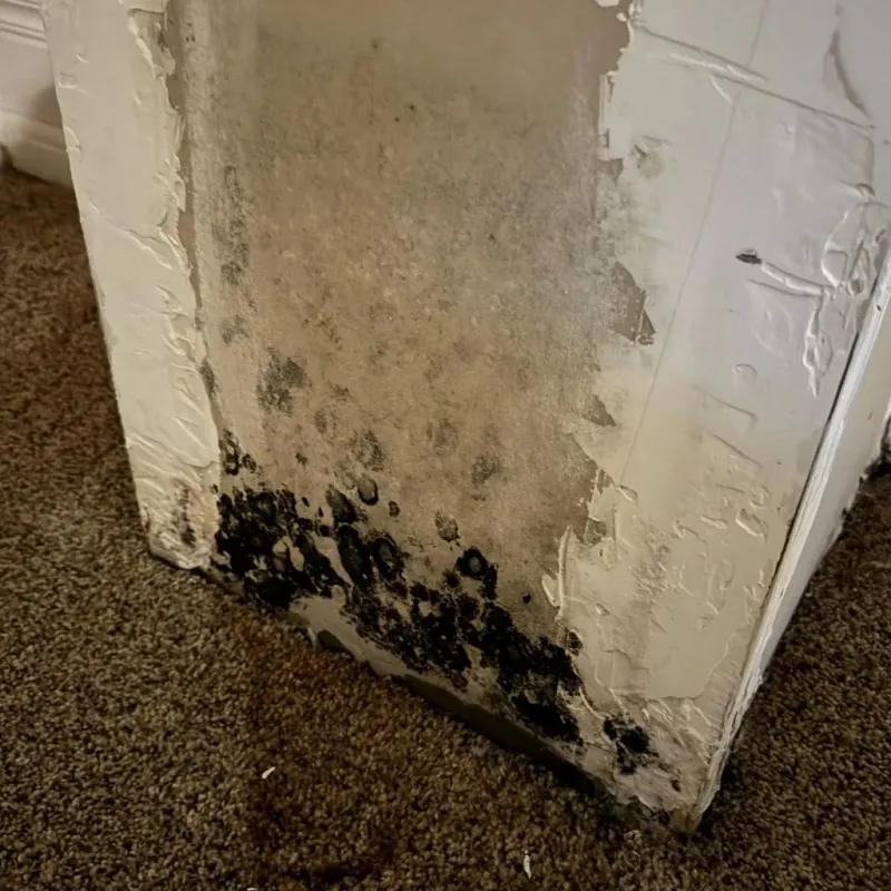 Professional Mold Removal in South Bend, WA